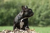 BOULEDOGUE FRANCAIS 685
